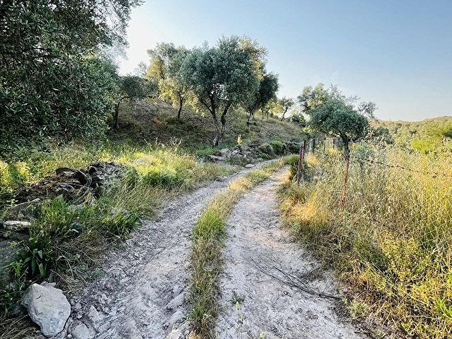 Milas Kısırlar Mahallesinde 1.600 metre² satılık tarla - Görsel 4