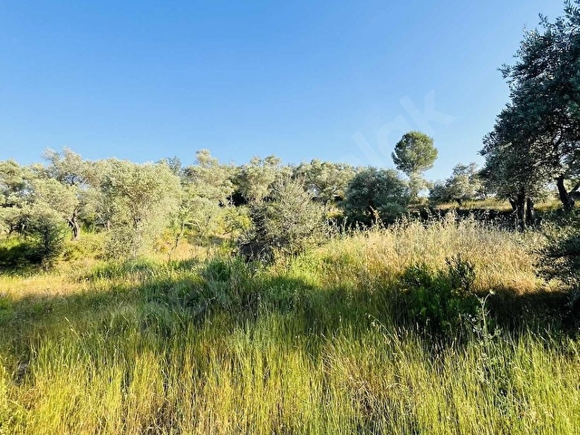 Milas Kısırlar Mahallesinde 1.600 metre² satılık tarla - Görsel 11