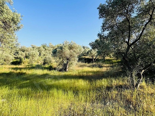 Milas Kısırlar Mahallesinde 1.600 metre² satılık tarla - Görsel 24