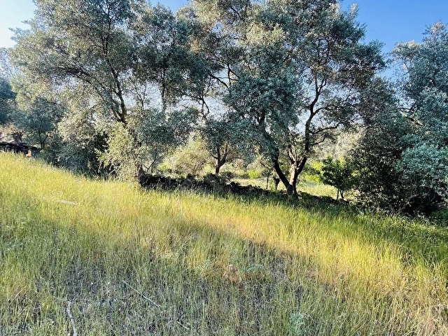 Milas Kısırlar Mahallesinde 1.600 metre² satılık tarla - Görsel 7