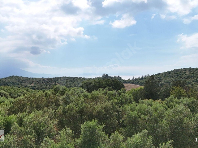 Kuşadası Caferlide 37.690 m² Tarla - Görsel 9