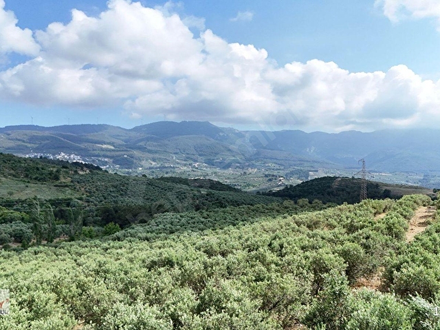 Kuşadası Caferlide 37.690 m² Tarla - Görsel 11