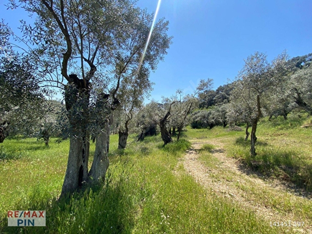 REMAX PİNDEN GERMENCİK KIZILCAPINARDA KAÇMAZ ZEYTİNLİK FIRSATI - Görsel 27