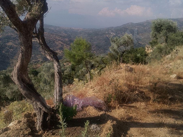 SÖKE BAĞARASI AVCILARDA SATILIK 2 DÖNÜM CENNET BAHÇESİ!