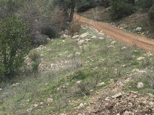 KUMLUCA DA MUHTEŞEM TARLA - Görsel 9