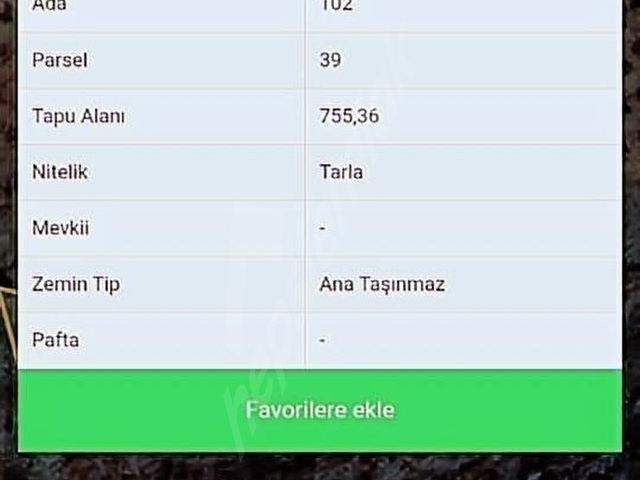 Hacimazli mah. yetişmekte olan fındıklık.