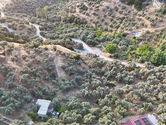 SELÇUK/İCADİYE YOLA CEPHELİ MANZARALI ZEYTİNLİK - Görsel 2