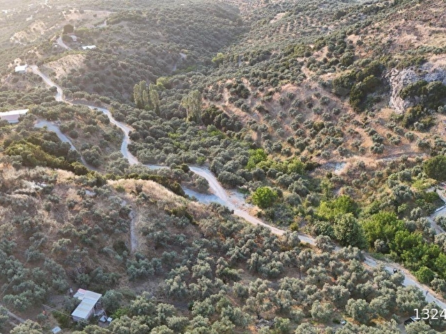 SELÇUK/İCADİYE YOLA CEPHELİ MANZARALI ZEYTİNLİK - Görsel 13