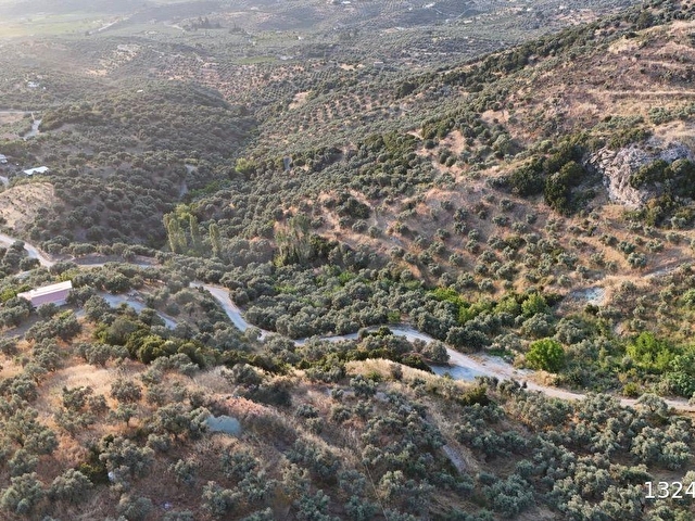 SELÇUK/İCADİYE YOLA CEPHELİ MANZARALI ZEYTİNLİK - Görsel 14