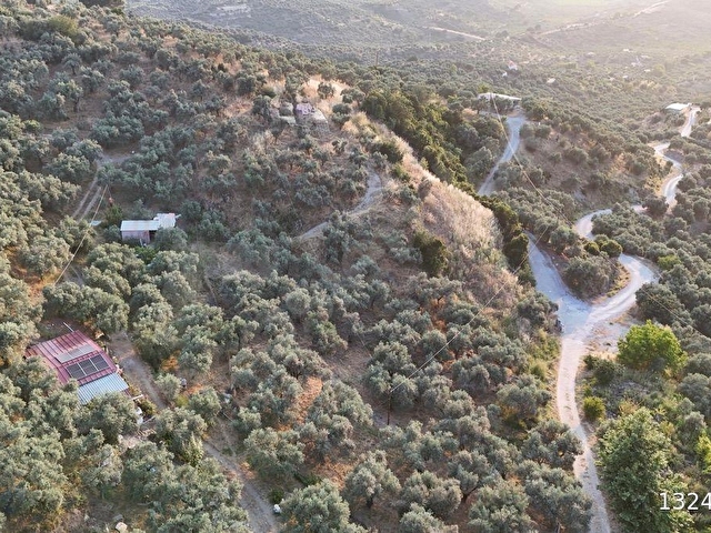 SELÇUK/İCADİYE YOLA CEPHELİ MANZARALI ZEYTİNLİK - Görsel 17