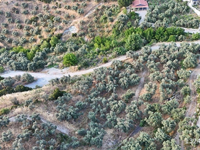 SELÇUK/İCADİYE YOLA CEPHELİ MANZARALI ZEYTİNLİK - Görsel 21