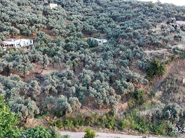 SELÇUK/İCADİYE YOLA CEPHELİ MANZARALI ZEYTİNLİK - Görsel 27