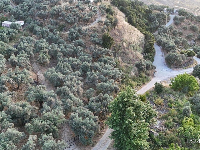 SELÇUK/İCADİYE YOLA CEPHELİ MANZARALI ZEYTİNLİK - Görsel 30