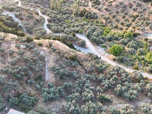 SELÇUK/İCADİYE YOLA CEPHELİ MANZARALI ZEYTİNLİK - Görsel 28