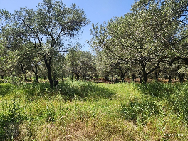 Balıkesir Gömeç Kemalpaşa Zeytinlik Satılık - Görsel 9