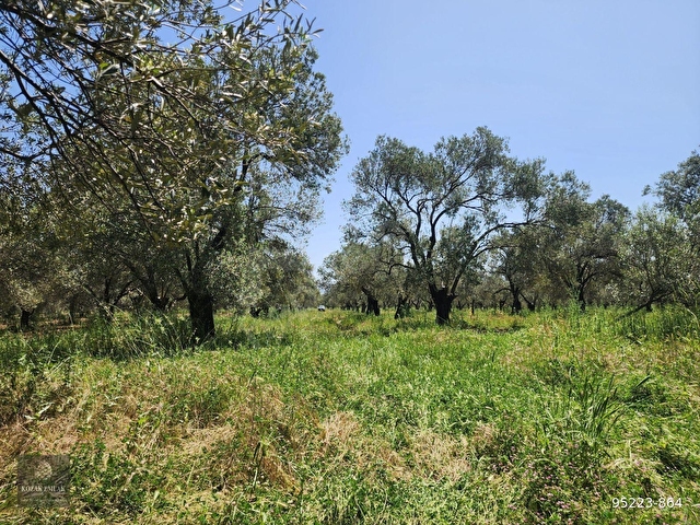 Balıkesir Gömeç Kemalpaşa Zeytinlik Satılık