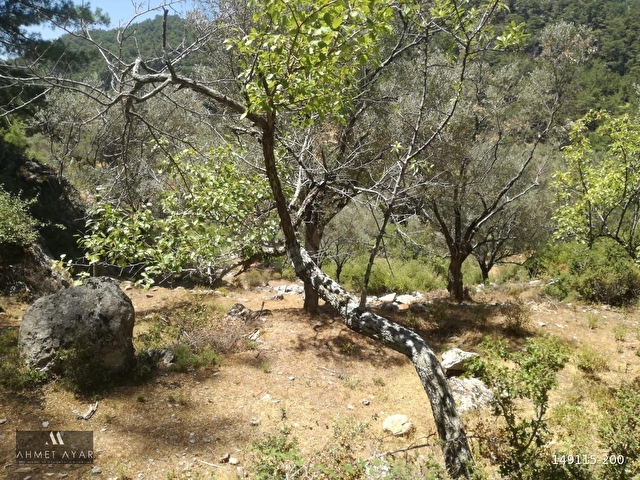 Marmaris Osmaniye Köyünde 5.666 m2 Satılık Tarla - Görsel 22