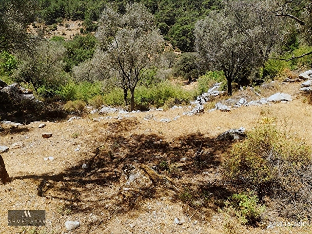 Marmaris Osmaniye Köyünde 5.666 m2 Satılık Tarla - Görsel 24