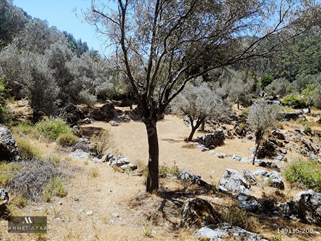 Marmaris Osmaniye Köyünde 5.666 m2 Satılık Tarla - Görsel 26
