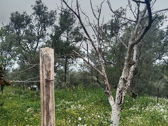 Yakapınar 3 Tapu Birden 2430 m2 köy evi ve zeytinlik - Görsel 14