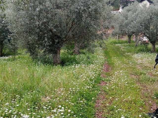 Yakapınar 3 Tapu Birden 2430 m2 köy evi ve zeytinlik - Görsel 18