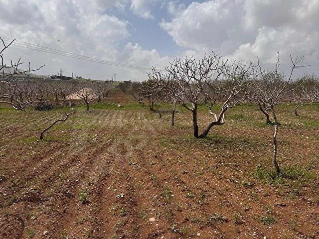 GÜNIŞIĞINDA YOLA YAKIN VERİMLİ FISTIK VE ZEYTİN BAHÇESİ FIRSATI - Görsel 5