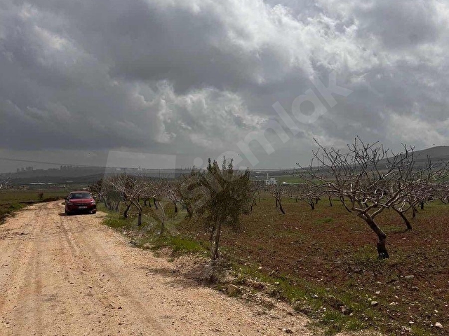 GÜNIŞIĞINDA YOLA YAKIN VERİMLİ FISTIK VE ZEYTİN BAHÇESİ FIRSATI - Görsel 9