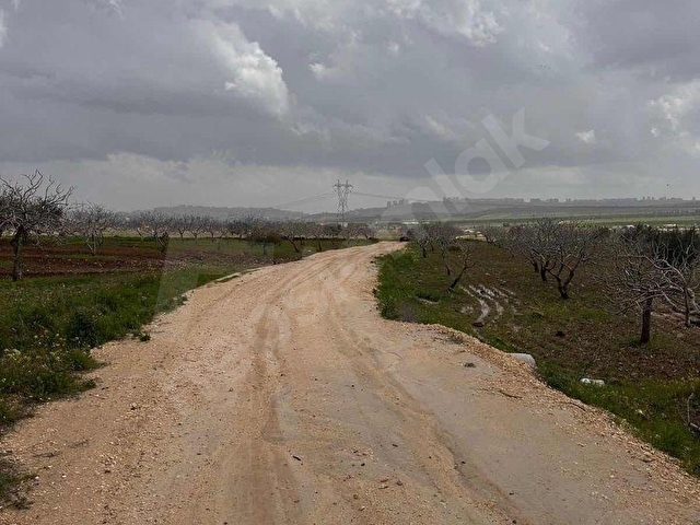 GÜNIŞIĞINDA YOLA YAKIN VERİMLİ FISTIK VE ZEYTİN BAHÇESİ FIRSATI - Görsel 10