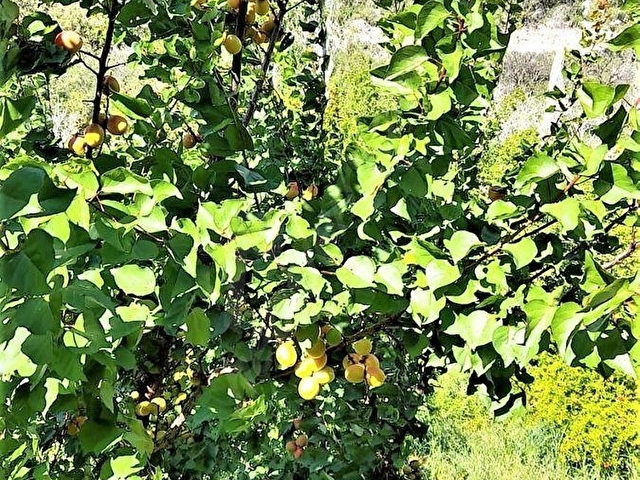 MUT SATILIK BAHÇE 5242M2 PAMUKLU KÖYÜ MUT MERSİN - Görsel 6