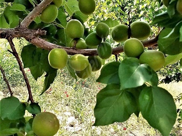 MUT SATILIK BAHÇE 5242M2 PAMUKLU KÖYÜ MUT MERSİN - Görsel 5