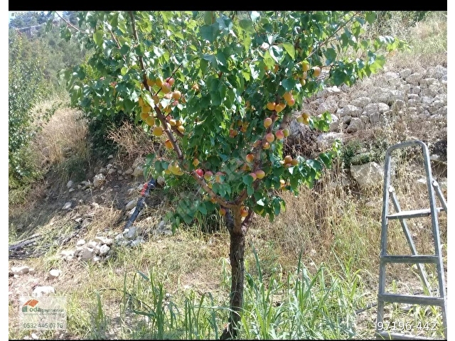 MUT SATILIK BAHÇE 5242M2 PAMUKLU KÖYÜ MUT MERSİN - Görsel 17