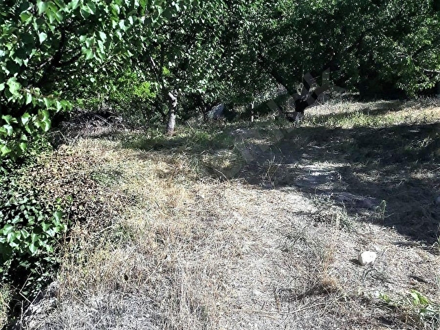 MUT SATILIK BAHÇE 5242M2 PAMUKLU KÖYÜ MUT MERSİN - Görsel 11