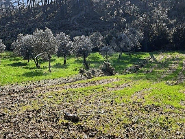 PUSULA YATIRIMDAN FESLEĞEN YAYLASINDAN YATIRIMLIK TARLA - Görsel 11