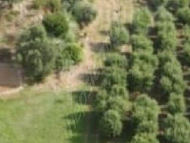 ÇANAKKALE LAPSEKİ UMURBEYDE BAĞ BAHÇE,EVİ VE MEYVE AĞAÇLARI - Görsel 4
