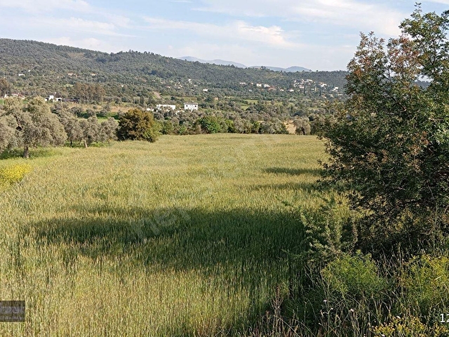 Bodrum Mumcular da Satılık 4976 m2 Ana Yola Yakın Müstakil Tapulu Düz Tarla - Görsel 7