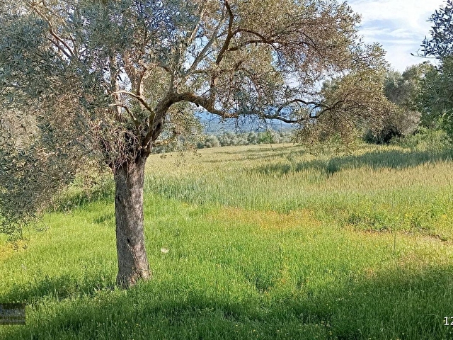 Bodrum Mumcular da Satılık 4976 m2 Ana Yola Yakın Müstakil Tapulu Düz Tarla - Görsel 3