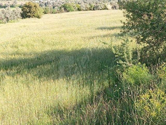 Bodrum Mumcular da Satılık 4976 m2 Ana Yola Yakın Müstakil Tapulu Düz Tarla - Görsel 8
