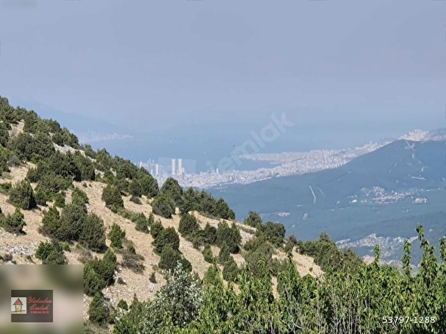 Kemalpaşa Beşpınar Köyü Manzaralı 2743 m2 Satılık Hobi Bahçesi - Görsel 19
