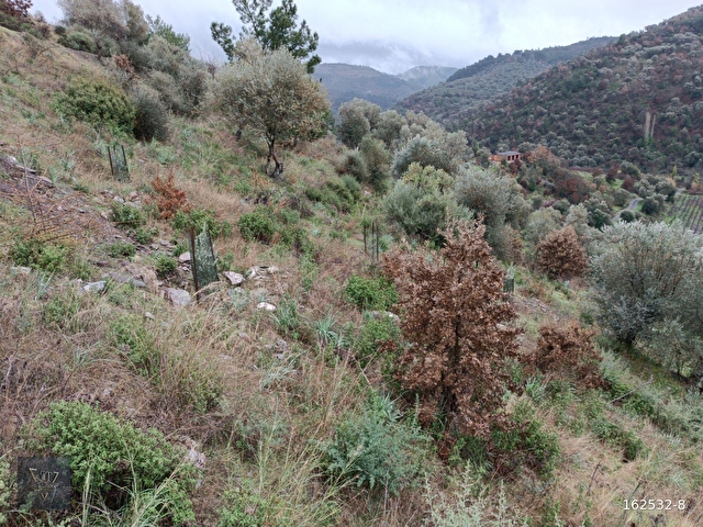Payamlı Köyünde Kadastrol Yolu Bulunan 1800 M2 Satılık Tarla - Görsel 9