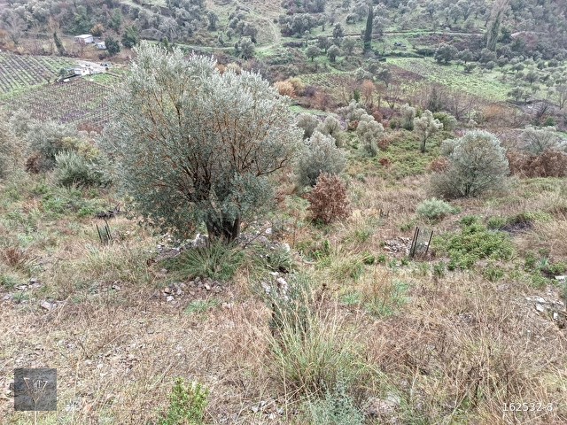 Payamlı Köyünde Kadastrol Yolu Bulunan 1800 M2 Satılık Tarla - Görsel 4