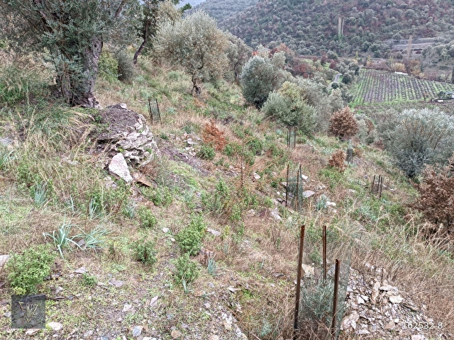 Payamlı Köyünde Kadastrol Yolu Bulunan 1800 M2 Satılık Tarla - Görsel 2