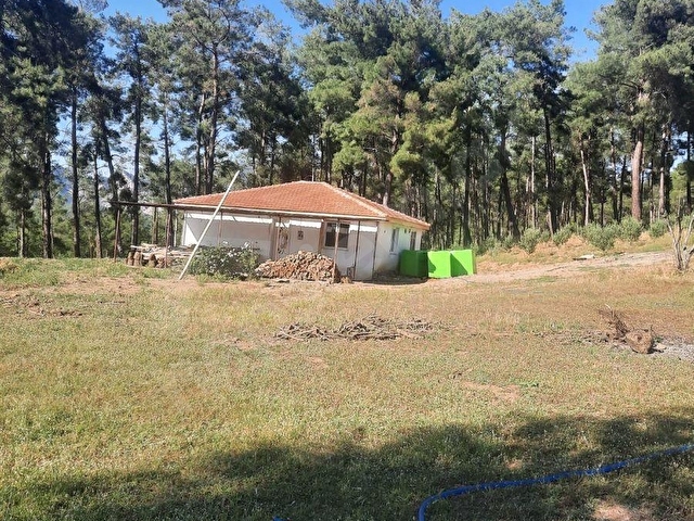 SAHİL CEYLAN 882 M2 ZEYTİNLİ TARLA TEK TAPU MÜSTAKİL - Görsel 7