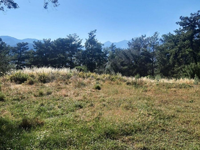 SAHİL CEYLAN 882 M2 ZEYTİNLİ TARLA TEK TAPU MÜSTAKİL - Görsel 2