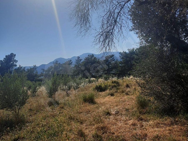 SAHİL CEYLAN 882 M2 ZEYTİNLİ TARLA TEK TAPU MÜSTAKİL - Görsel 9