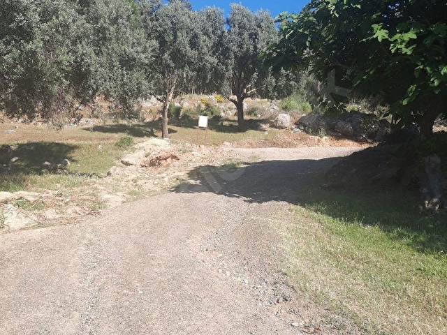 SAHİL CEYLAN 882 M2 ZEYTİNLİ TARLA TEK TAPU MÜSTAKİL - Görsel 11