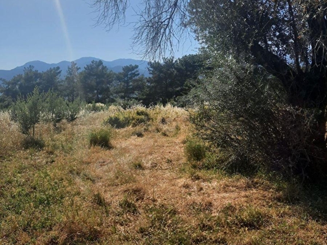 SAHİL CEYLAN 882 M2 ZEYTİNLİ TARLA TEK TAPU MÜSTAKİL - Görsel 13