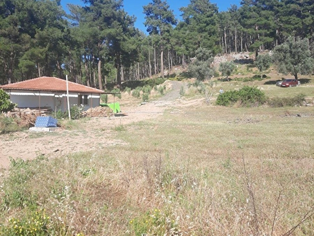 SAHİL CEYLAN 882 M2 ZEYTİNLİ TARLA TEK TAPU MÜSTAKİL - Görsel 5
