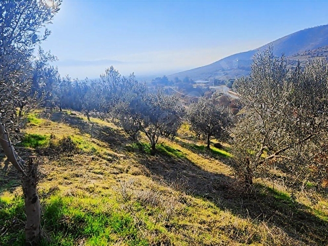 1.250m2 Zeytinlik elektirik su sorunu yoktur mustekil tapudur - Görsel 5