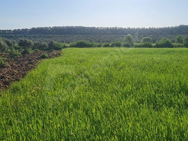 AYVALIK KONAK EMLAKTAN MUTLU KÖYDE SATILIK 11 .500 M2 TARLA - Görsel 12