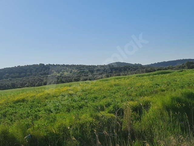 AYVALIK KONAK EMLAKTAN MUTLU KÖYDE SATILIK 11 .500 M2 TARLA - Görsel 26